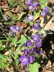 Phacelia hydrophylloides
