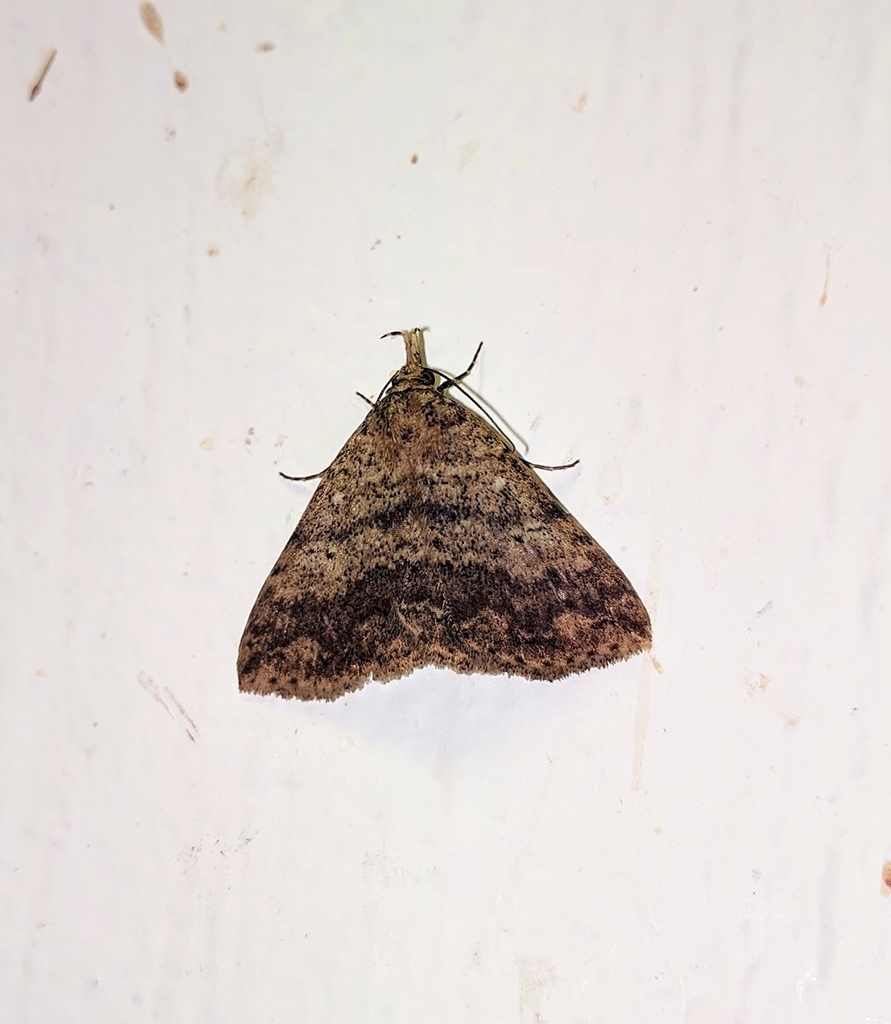 Oxaenanus kalialis