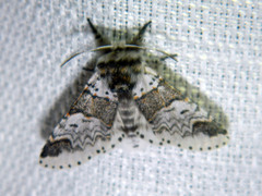 Furcula occidentalis