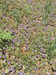 Phacelia hydrophylloides