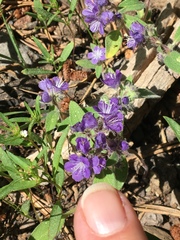Phacelia hydrophylloides
