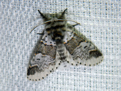 Furcula occidentalis