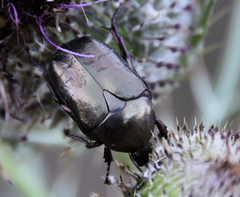 Protaetia cuprea bourgini