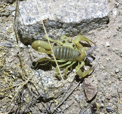 Hadrurus concolorous