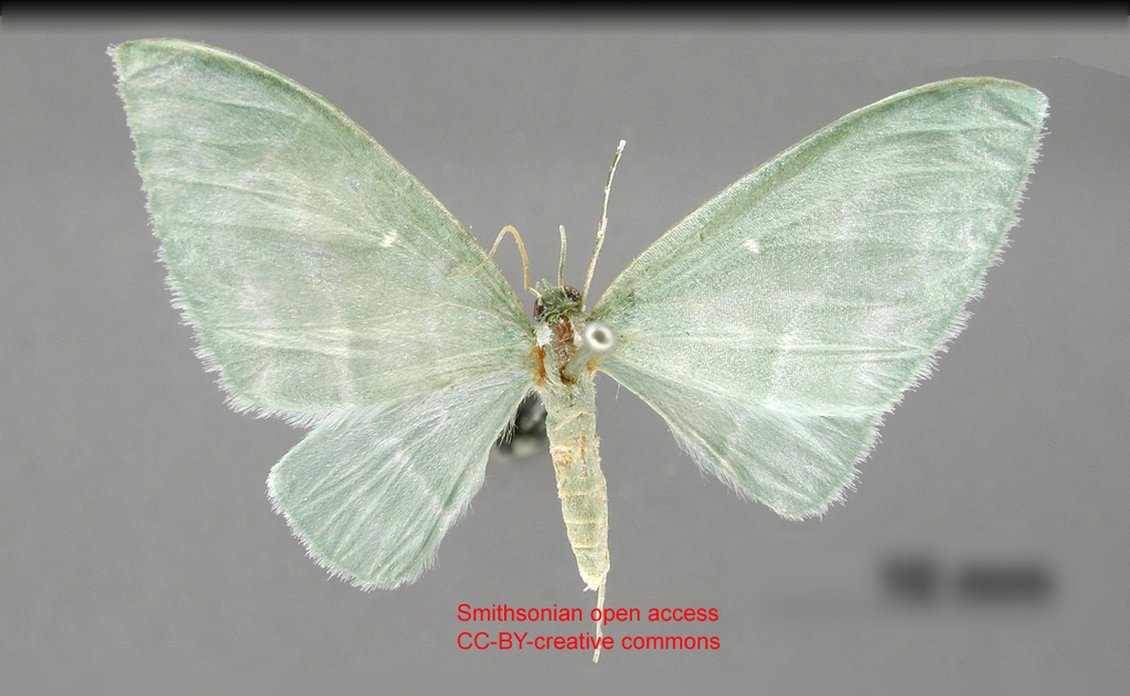 Dyspteris mexicaria