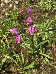 Primula tetrandra