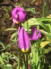 Primula tetrandra