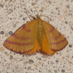 Lythria sanguinaria