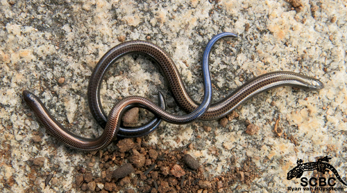 Durban Dwarf Burrowing Skink, Scelotes inornatus