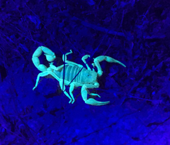 Hadrurus concolorous