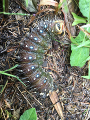 Eacles imperialis pini