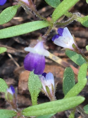 Collinsia torreyi
