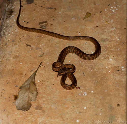 Brown Tree Snake sighting