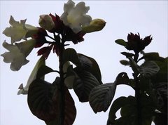 Beaumontia grandiflora
