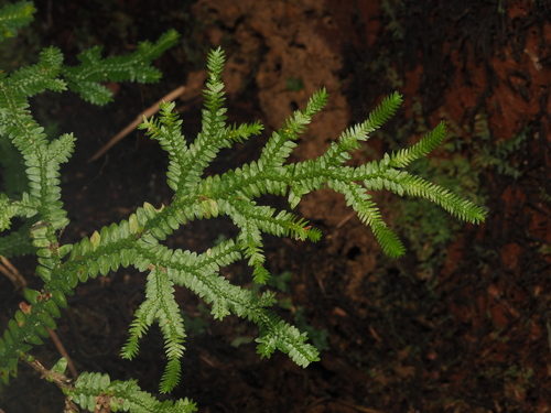 Selaginella boninensis iNat (1)