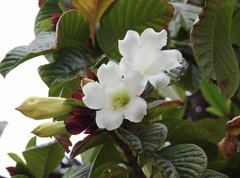 Beaumontia grandiflora