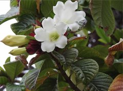 Beaumontia grandiflora