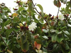 Beaumontia grandiflora