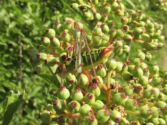 Poecilimon thoracicus