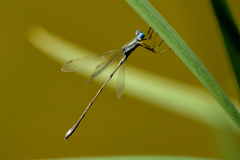 Lestes spatula