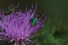Chrysanthia viridissima
