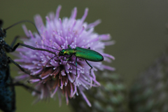 Chrysanthia viridissima