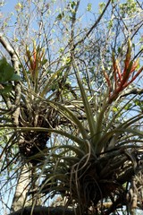 Tillandsia hubertiana