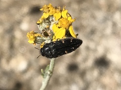Acmaeodera angelica