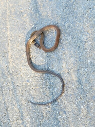 Chinese Many-tooth Snake