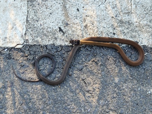 Chinese Many-tooth Snake
