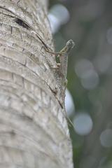Draco spilopterus