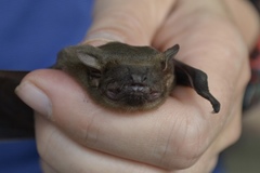 Scotophilus kuhlii