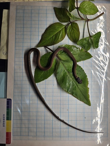 Chinese Many-tooth Snake