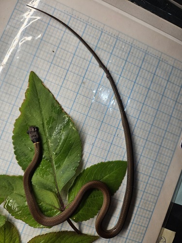 Chinese Many-tooth Snake