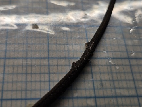 Chinese Many-tooth Snake