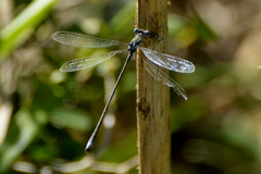 Lestes spatula