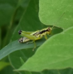 Melanoplus gracilis