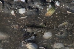 Pomatoschistus microps