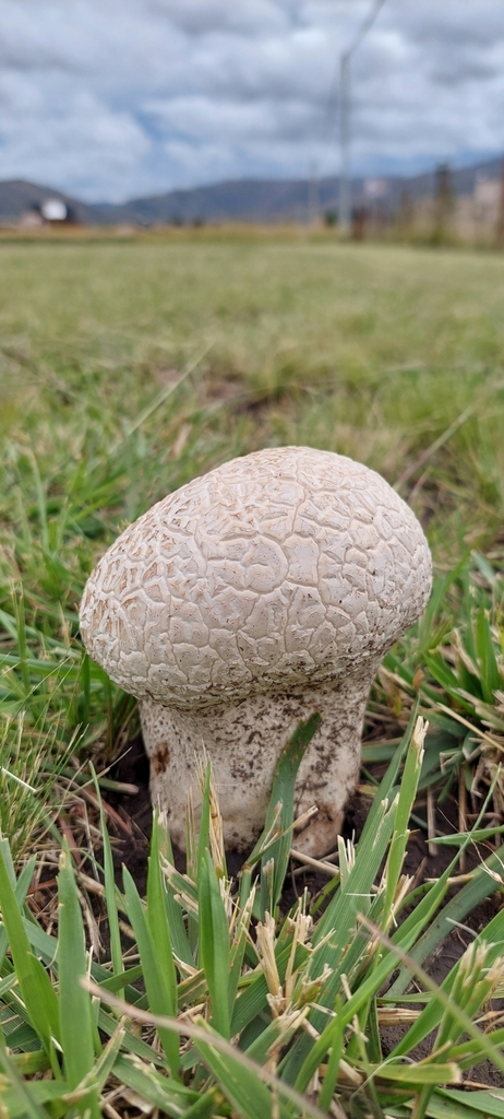 Calvatia cyathiformis · December 2024 · photo: © laurabm2020 (iNaturalist, cc-by)