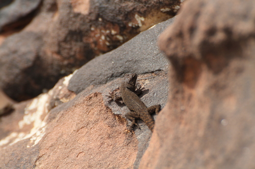 Atlas Day Gecko, Quedenfeldtia trachyblepharus