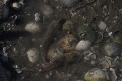 Pomatoschistus microps