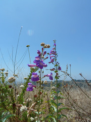 Penstemon spectabilis