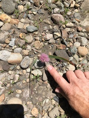Allium platycaule
