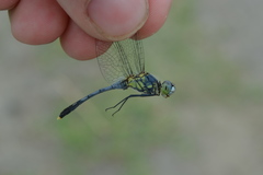 Diplacodes trivialis