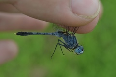 Diplacodes trivialis