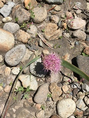 Allium platycaule