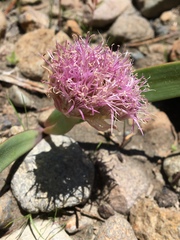 Allium platycaule