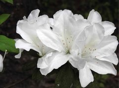 Rhododendron mucronatum