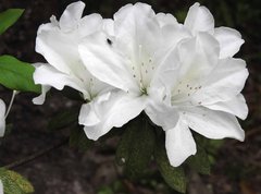 Rhododendron mucronatum