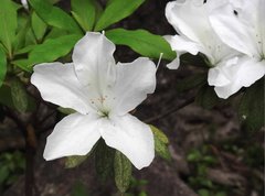 Rhododendron mucronatum